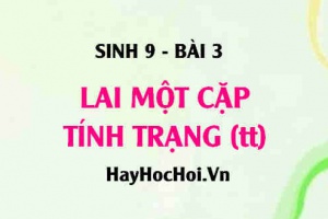 Lai phân tích là gì? Lai phân tích nhằm mục đích gì? Tương quan trội lặn là gì? có ý nghĩa gì? - Sinh 9 bài 3